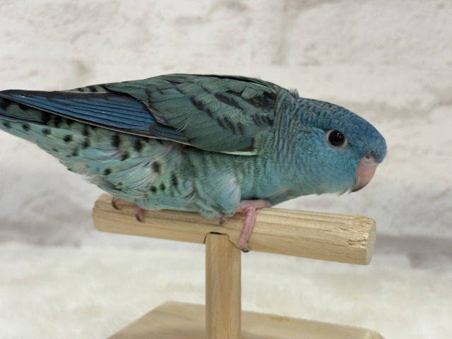 サザナミインコ