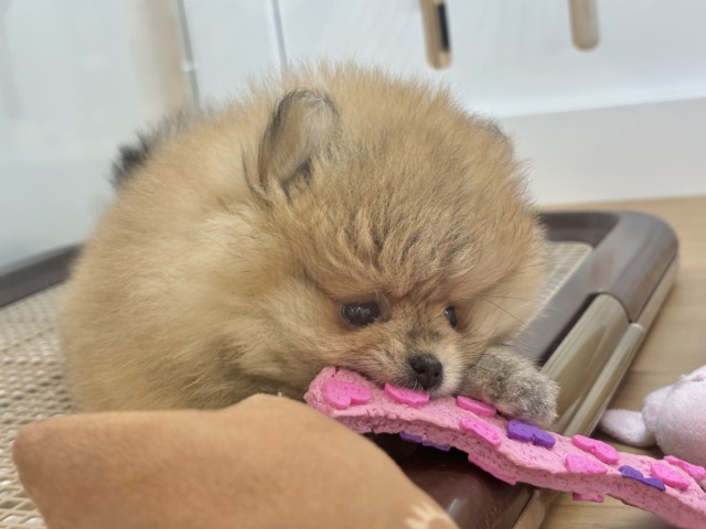 ポメラニアン