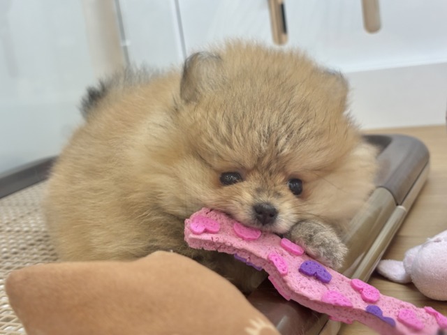 ポメラニアン