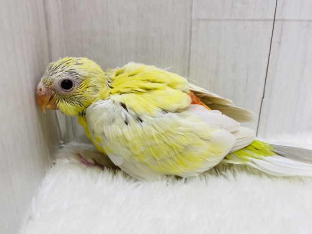 ビセイインコ（美声インコ）