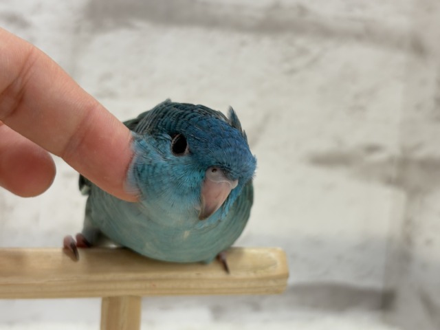 サザナミインコ