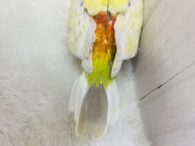 ビセイインコ（美声インコ）