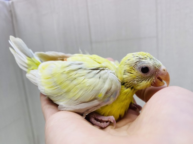 ビセイインコ（美声インコ）