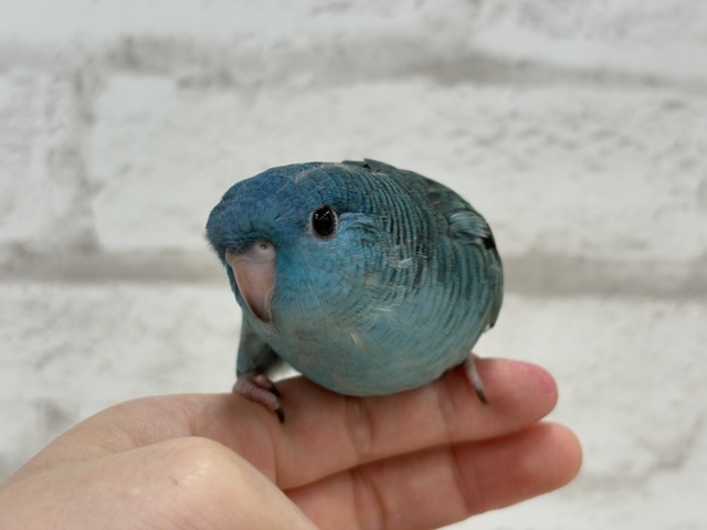 サザナミインコ
