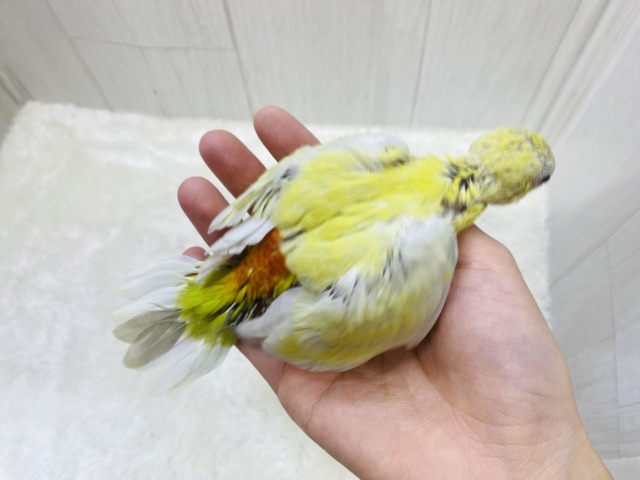 🎶美しい音色を聴かせてくれるかなぁ〜❓隠れカラフル🩵美声インコ!! ビセイインコ(美声インコ)