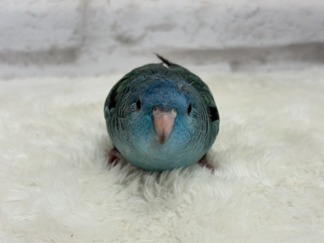 サザナミインコ