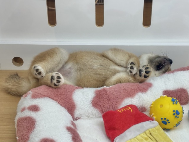柴犬