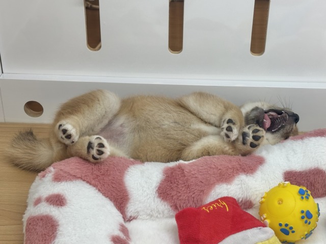 柴犬