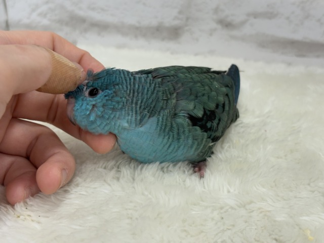 サザナミインコ