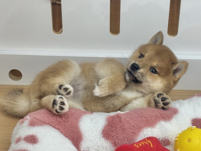 柴犬