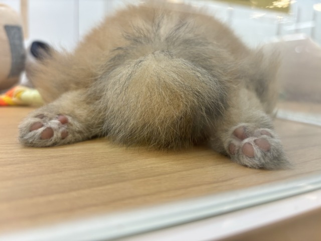ポメラニアン
