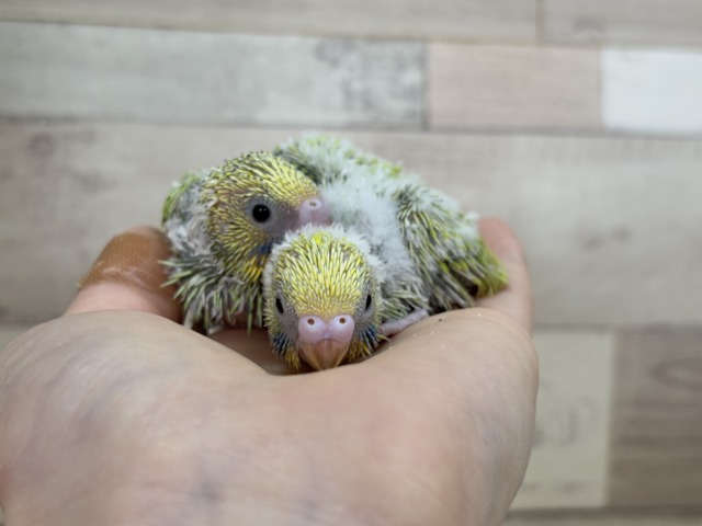 セキセイインコ