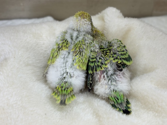 【あと1羽🐣】森林浴で癒される〜🌳🫧セキセイインコ ヒナ セキセイインコ