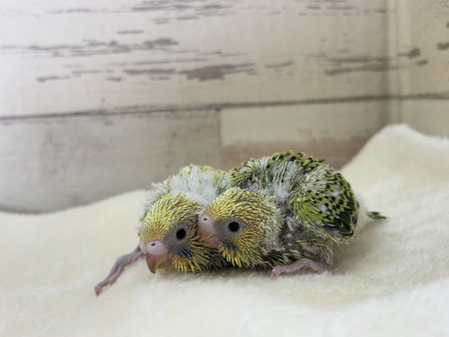 【あと1羽🐣】森林浴で癒される〜🌳🫧セキセイインコ ヒナ セキセイインコ