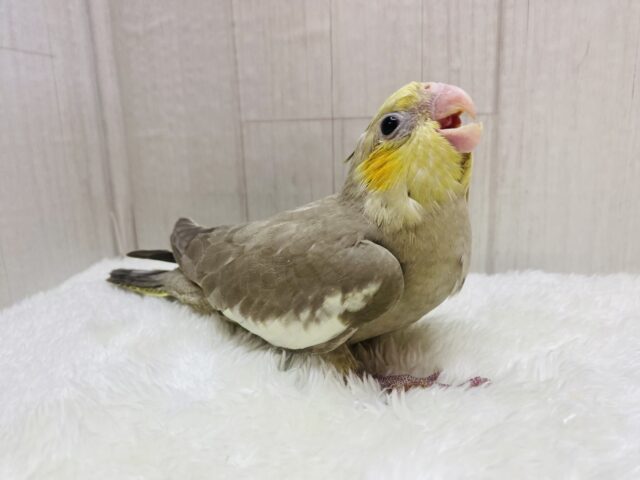 説明画像です
