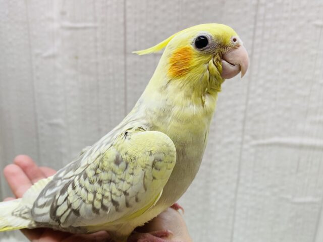 説明画像です