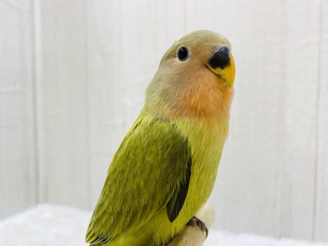 説明画像です
