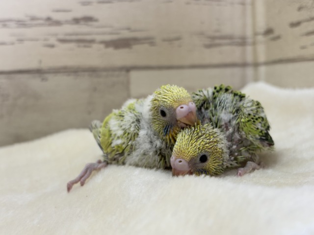 【あと1羽🐣】森林浴で癒される〜🌳🫧セキセイインコ ヒナ セキセイインコ