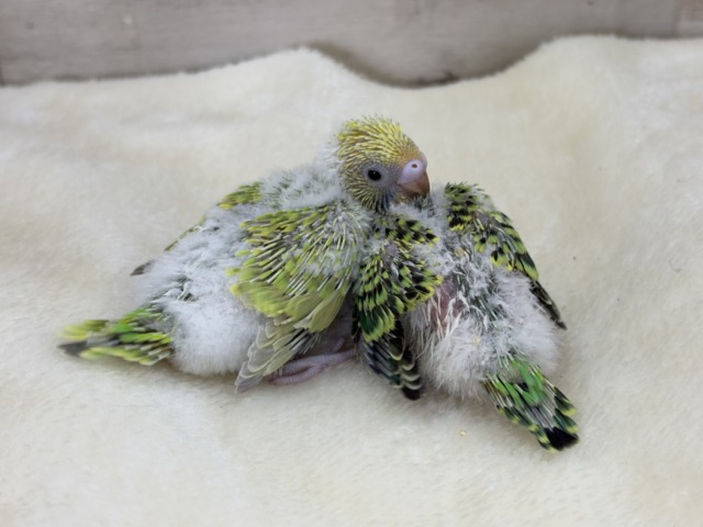セキセイインコ