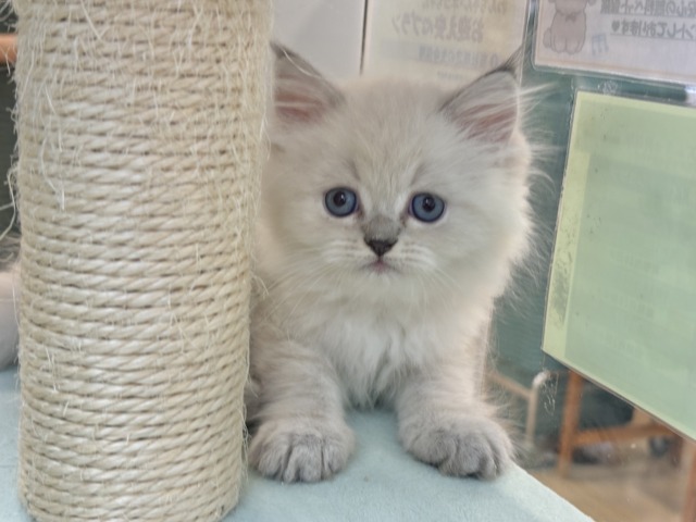 可愛さにあっと驚くよ♡ネヴァマスカレードくん! ネヴァマスカレード