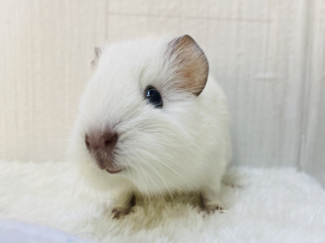 説明画像です