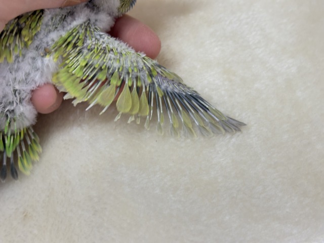 【あと1羽🐣】森林浴で癒される〜🌳🫧セキセイインコ ヒナ セキセイインコ