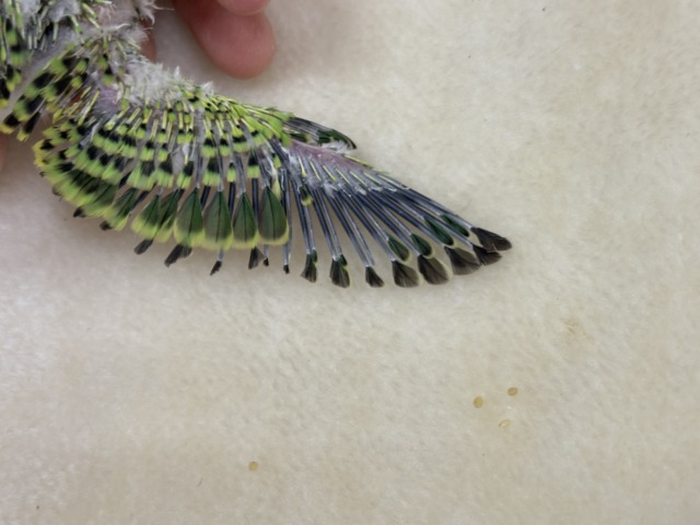 【あと1羽🐣】森林浴で癒される〜🌳🫧セキセイインコ ヒナ セキセイインコ