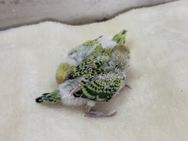 セキセイインコ