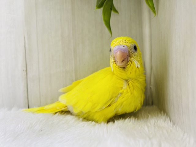 最新画像有ります❗️ピッカピカのイエローちゃん💛セキセイインコのダブルファクター✨ セキセイインコ