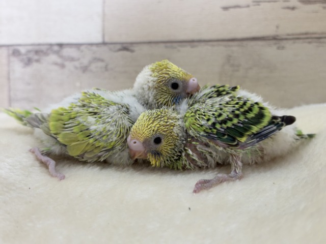 セキセイインコ