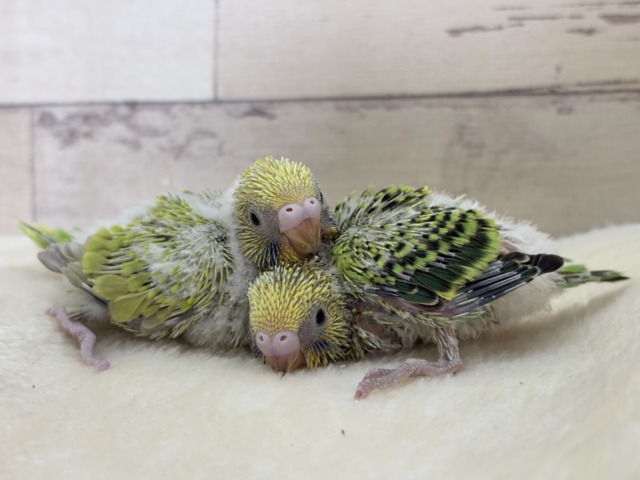 【あと1羽🐣】森林浴で癒される〜🌳🫧セキセイインコ ヒナ セキセイインコ