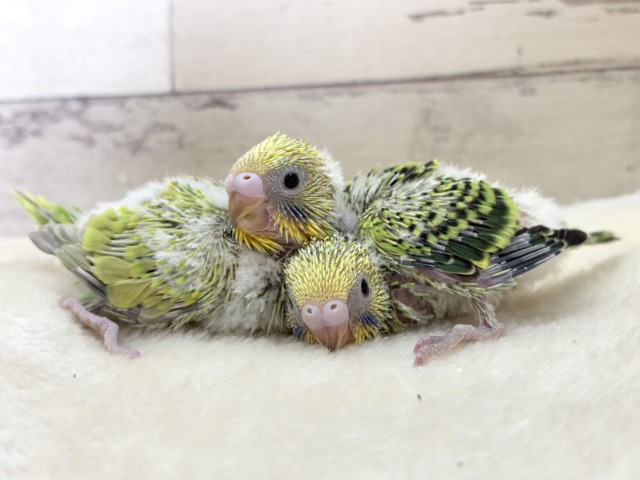 【あと1羽🐣】森林浴で癒される〜🌳🫧セキセイインコ ヒナ セキセイインコ