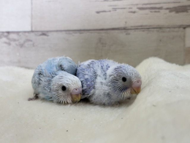 【あと1羽🐣】梅雨時期に輝く紫陽花カラー🐣🪻🫧セキセイインコ(スパングル) ヒナ セキセイインコ