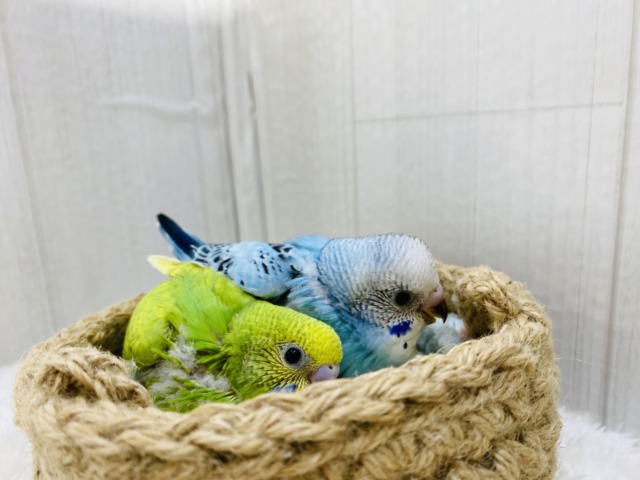 セキセイインコ