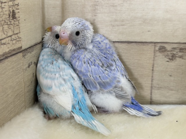【あと1羽🐣】梅雨時期に輝く紫陽花カラー🐣🪻🫧セキセイインコ(スパングル) ヒナ セキセイインコ