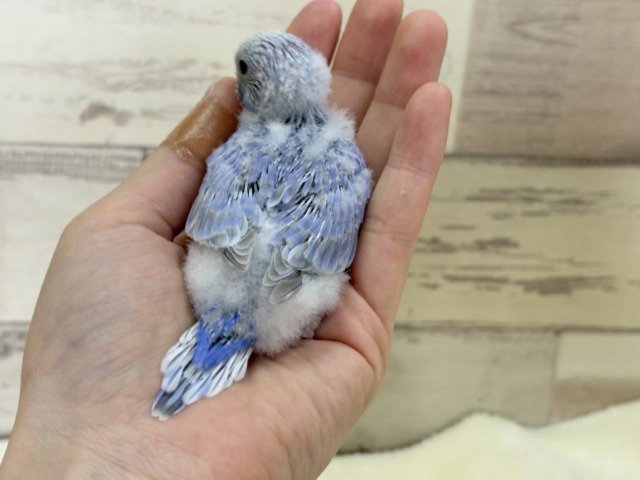 【あと1羽🐣】梅雨時期に輝く紫陽花カラー🐣🪻🫧セキセイインコ(スパングル) ヒナ セキセイインコ