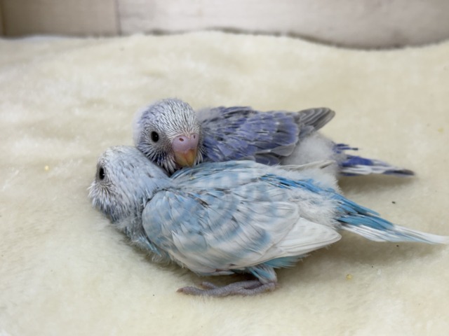 セキセイインコ
