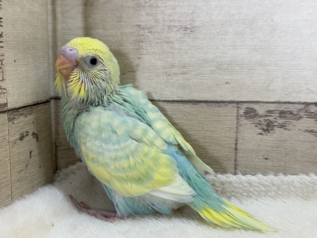 【あと1羽🐣】難易度S級👑瓜二つのふたごちゃん🐣🪇セキセイインコ(パステルカラーレインボー) ヒナ セキセイインコ
