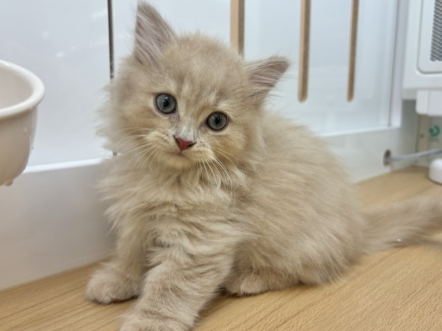 ミヌエット