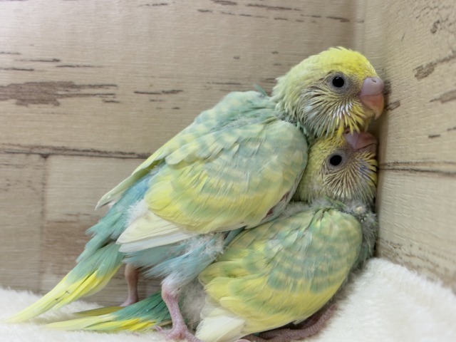 【あと1羽🐣】難易度S級👑瓜二つのふたごちゃん🐣🪇セキセイインコ(パステルカラーレインボー) ヒナ セキセイインコ