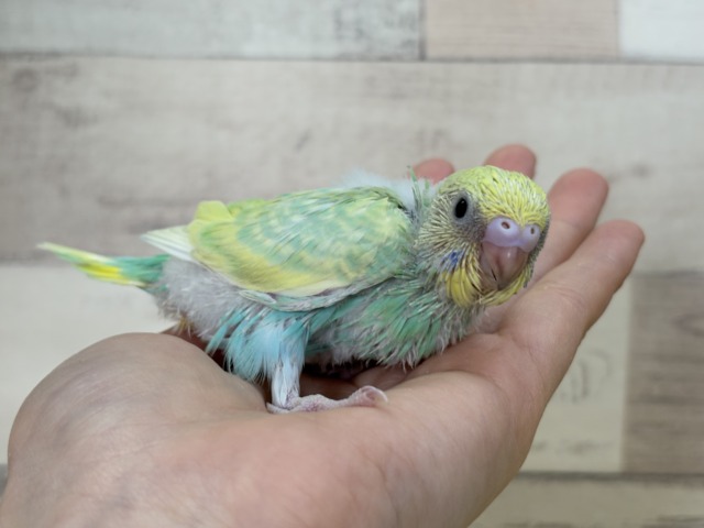【あと1羽🐣】難易度S級👑瓜二つのふたごちゃん🐣🪇セキセイインコ(パステルカラーレインボー) ヒナ セキセイインコ