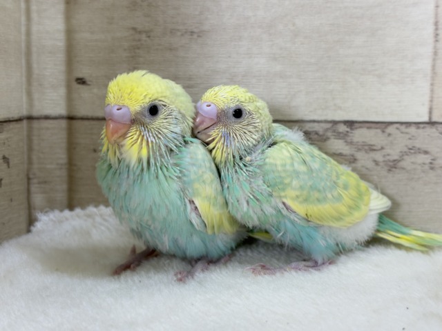 【あと1羽🐣】難易度S級👑瓜二つのふたごちゃん🐣🪇セキセイインコ(パステルカラーレインボー) ヒナ セキセイインコ