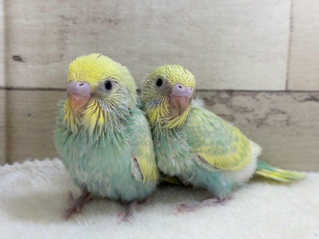 【あと1羽🐣】難易度S級👑瓜二つのふたごちゃん🐣🪇セキセイインコ(パステルカラーレインボー) ヒナ セキセイインコ