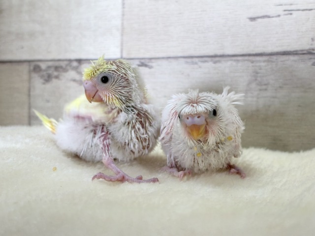 【最新画像更新🪄】個性的ふたご天使がやって来た🐣💖梵天セキセイインコ ヒナ 梵天セキセイインコ