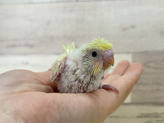 梵天セキセイインコ
