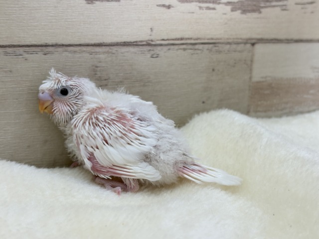 梵天セキセイインコ