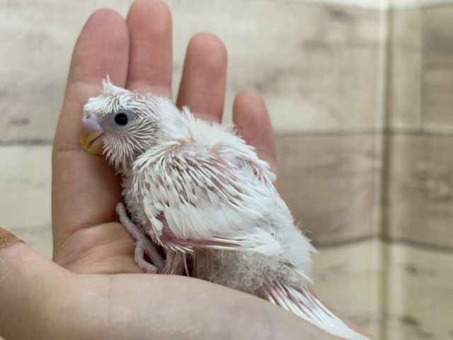 【最新画像更新🪄】個性的ふたご天使がやって来た🐣💖梵天セキセイインコ ヒナ 梵天セキセイインコ