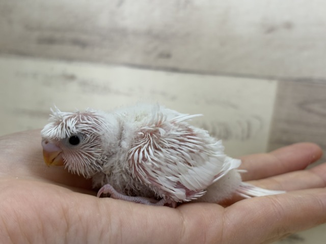 梵天セキセイインコ