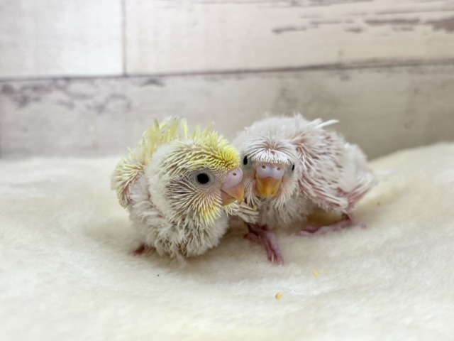 【最新画像更新🪄】個性的ふたご天使がやって来た🐣💖梵天セキセイインコ ヒナ 梵天セキセイインコ