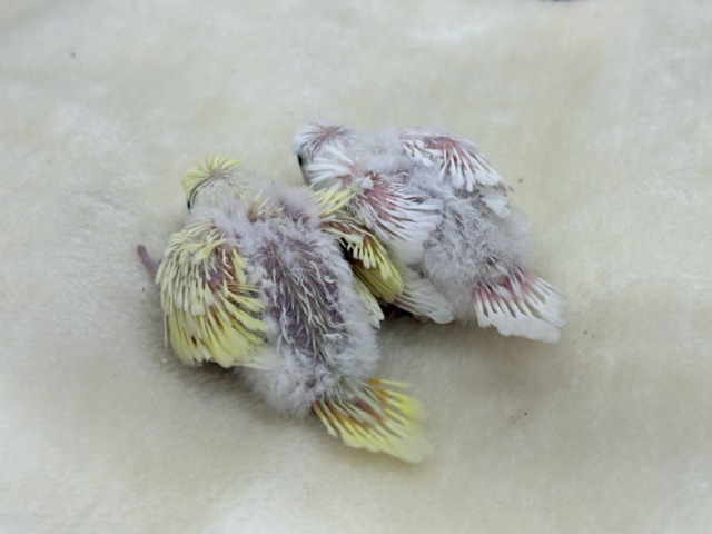 梵天セキセイインコ